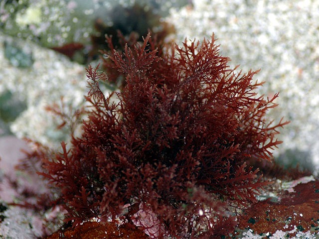 [紅藻エキス(こうそうエキス)]テングサに含まれる保湿、抗酸化成分