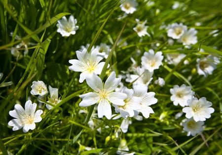[メドウフォーム-δ-ラクトン]牧草に咲く小さな花から生まれたコンディショニング成分