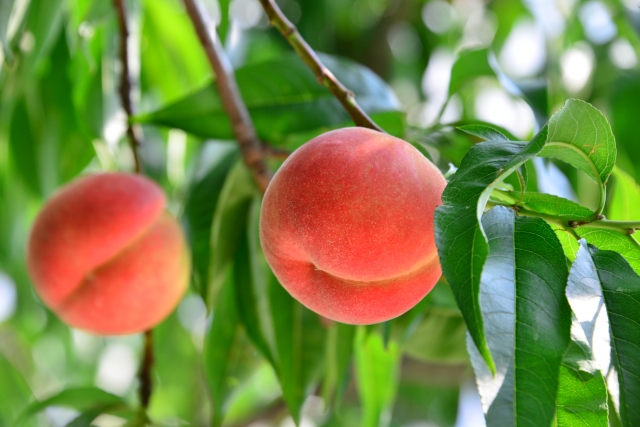 [モモ果汁]ビタミン豊富な桃の果汁は皮膚コンディショニング成分